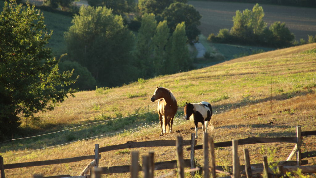 Chevaux