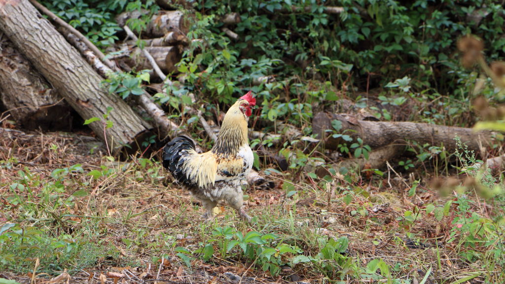 Le hameau de Fallot