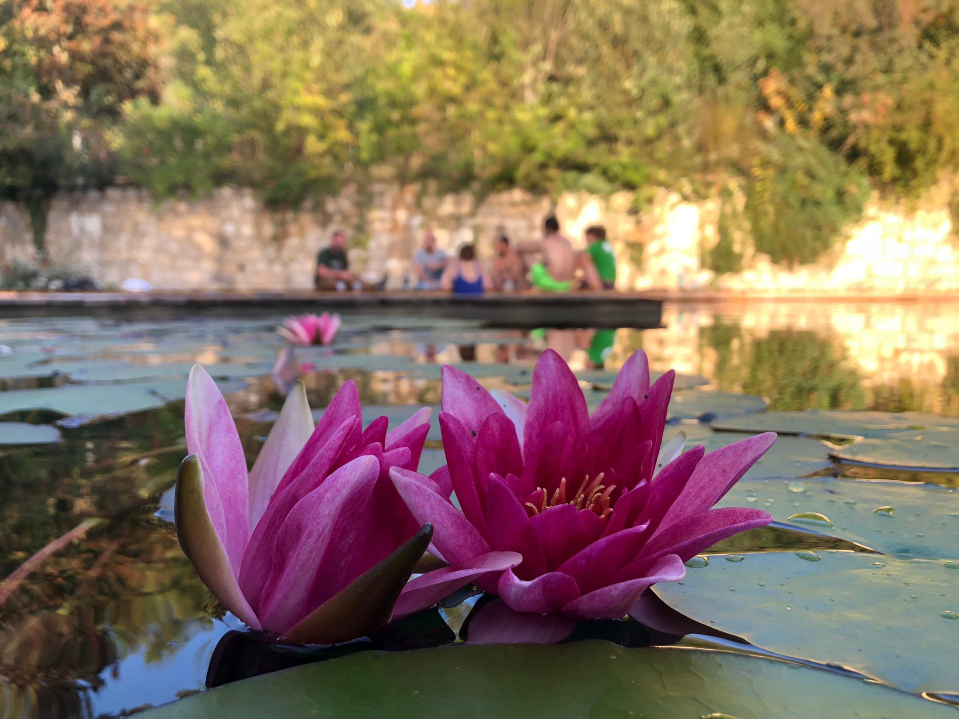 Piscine naturelle